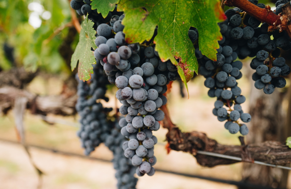 The Lifecycle of a Grape 